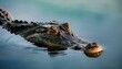 © Tamara - the alligator floating in the water balanced symmetry expressive facial features contrast focused photos
