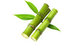 A close-up view of fresh green bamboo stalks with leaves, isolated on a black background