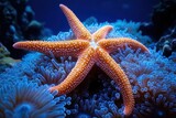 orange starfish resting on glowing blue sea anemone in a tranquil underwater scene, vibrant colors and detailed textured surface, peaceful marine close-up