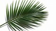 © KinanZ - Minimalist Tropical Plant Frond for Summer and Nature Design