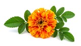 Vibrant orange marigold flower with green leaves