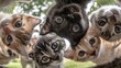 © Ulivers - Curious kittens peeking down toward the camera in a playful circle, adorable pet group photo ideal for adoption campaigns, kids content, blogs and joyful branding.