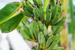 © Mironov - Bananas growing on a plant in a tropical location during the daytime