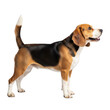 © MDJamir - Adorable beagle dog standing profile view playful expression happy pet