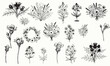 © Jannatul - Black and White Botanical Line Drawings of Flowers and Wreaths