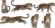 © MstBobita - Flat vector illustration set of spotted leopards in various poses including running jumping sitting and walking for wildlife nature and safari designs.