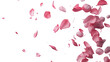 © Samina - Floating pink rose petals with soft textures on a white background