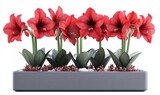 Red amaryllis flowers in modern planter pot isolated on white