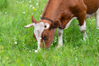 © beholdereye - A Brown Cow Grazing Peacefully in a Lush, Green Field Surrounded by Natures Beauty