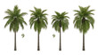 © Kohinoor - Four tall palm trees in a row