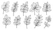 © Tharindu - Set of hand drawn leaf branches and foliage sketches