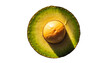 © esta - Sliced avocado half with pit vibrant green