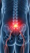 © MRSJAHANARA - Lower back pain and sciatic nerve illustration