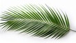 © Nicolas - Palm Leaf Isolated On White
