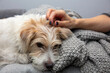 © hunter76 - Pies, Jack Russell Terrier, leży na kanapie, portret