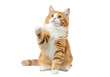 © Valentin - hyper-detailed fluffy orange and white tabby kitten with vibrant green eyes and pristine whiskers, sitting poised with a lifted paw against a white studio background. concept for adorable pet
