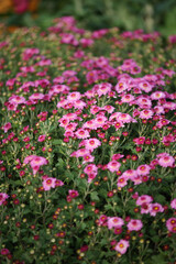  Pink chrysanthemum flowers blooming in a garden field