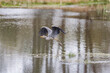 © Digital Nature  - Heron flying from a pond
