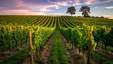 vineyard at sunset