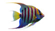 © GODSTOX - Regal angelfish isolated PNG on transparent background, colorful marine fish with blue and yellow stripes for aquarium and underwater life concepts