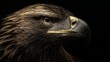 © Sergey - extreme macro photograph of an eagle head, sharp focused eye, detailed feathers texture, powerful and calm expression, dramatic natural lighting