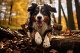 Happy australian shepherd dog running and jumping over a log in a beautiful autumn forest