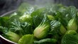 © Thares2020 - Steaming fresh bok choy with visible moisture and steam highlighting its vibrant green leaves in a close up culinary shot