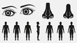 © Gwe - Human body parts illustration eyes nose and body silhouettes on white background