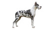© Nicolae - Harlequin Great Dane standing isolated PNG, large dog breed with spotted coat pattern on transparent background, purebred canine
