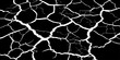 © feroj - Abstract white cracked vein pattern on deep black background, organic branching texture resembling dried earth or lightning, high contrast, minimal, clean studio lighting, seamless, Adobe Stock qualit