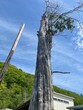 © 宏美 大島 - Tall Weathered Tree Trunk Reaching Into Blue Sky