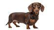 © Cristian - Adorable brown dachshund dog PNG isolated on transparent background, cute pet with short legs and floppy ears for design projects
