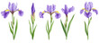 © Hasina - Set of Iris pseudacorus and Iris ensata frontal view on transparent background