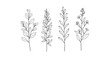 © supplement - Set of four hand-drawn botanical sprigs with leaves and buds