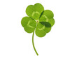 © Visol Studio - Bright green four-leaf clover