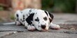 © fotofabrika - Dalmatian puppy lies quietly on cobblestone surface in outdoor setting