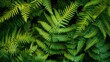 © Yanka - vibrant green fern fronds pattern accentuating contrast and rhythmic layering ideal for eco branding, textile prints, editorial backdrops and product packaging directional light sculpts shadow