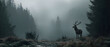 © Sadia - Stag in misty forest