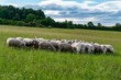 © Igor Syrbu - Flock Of Sheep In Tranquil Meadow Landscape, Gentle Sheep Grazing Amidst Green Hills And Wildflower Blooms