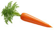 © PICSPRO - Fresh orange carrot with green leaves isolated PNG, healthy vegetable for cooking and vegetarian diet on transparent background