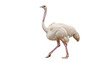© Nina - Elegant leucistic ostrich PNG isolated on transparent background, rare white bird with long neck and legs for design projects and educational use