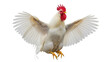 © Cian - Majestic white rooster with wings spread isolated PNG, proud farm animal on transparent background for design and commercial use