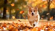 © Jaxon - Corgi running in autumn leaves