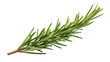 © Carlos - Fresh rosemary sprig isolated PNG on transparent background, aromatic herb for cooking, seasoning, and culinary design projects