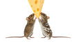 © anjum - Two mice reaching for a wedge of cheese a common desire for rodents isolated on transparent background