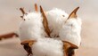© gulai - Cotton Bolls on a Stem Closeup.