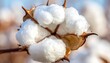 © gulai - Cotton Boll in a Field Closeup.