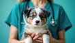 © miss irine - Veterinarian in teal scrubs holds a fluffy tricolored puppy with blue eyes against a teal background. The small dog looks directly at the camera with a calm expression. Vet cares for animal.