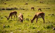 © YiuCheung - Herd of graceful antelope-like animals grazing peacefully in a sun-drenched, expansive green prairie landscape.