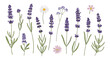 © Rafiya1727 - Comprehensive botanical set of lavender sprigs and various small wildflowers like daisies and cosmos on a clean white background for design.